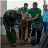 На дачах в Кодинске спасли загнанного бродячими собаками лосёнка