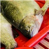 В Красноярске задержали 55 тонн опасной рыбы