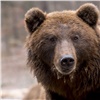 В Красноярском крае медведь загрыз мужчину