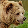 Медведь вышел к людям в Ачинском районе