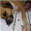 Под Сосновоборском добровольцы подобрали пса с «оторванной» лапой