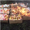 Зараженные китайские яблоки сожгли в Красноярске 