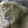 В красноярском зоопарке умер белый лев Алмаз