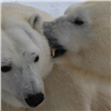 «Будем ждать на следующий год»: в «Роевом ручье» не появится белый медвежонок