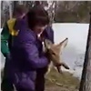 В Железногорске вышедшую к людям косулю задрали бродячие собаки (видео)