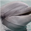 Красноярцы смогут помочь черноморским дельфинам