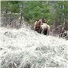 Под Лесосибирском заметили на трассе медведицу с медвежатами 