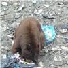 В Шушенском бору к туристам впервые вышел медведь