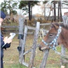 «Хотела пони»: в Железногорске женщина увела лошадь с фермы и спрятала у себя дома