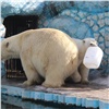 Красноярские белые медведи отметят свой день тортом в компании «моржей»