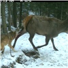 Фотоловушка на «Столбах» сняла уникальные кадры охоты матерого волка на марала