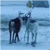 На севере Красноярского края олени сбежали от хозяев и устроили прогулку в порту (видео)