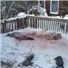 В районе «Столбов» стая бродячих псов загрызла овец и кроликов на частном дворе (видео)