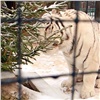 Красноярский зоопарк показал, что звери сделали с подаренными им ёлками (видео)
