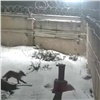 «На смену опаздывала?»: ловкая лиса перепрыгнула через забор красноярской ТЭЦ (видео)