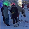 В Госдуме просят проверить издевательства над окровавленной лошадью в Красноярске (видео)