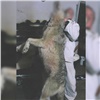 Стая волков погрызла скот на западе Красноярского края. С таким местные жители ещё не сталкивались