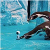 Красноярский зоопарк показал жизнь очковых пингвинов на 360 градусов (видео)