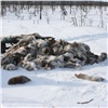 В Красноярском крае предложили ужесточить штрафы за незаконную добычу пантов северных оленей