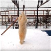 Красноярский зоопарк снял на видео игры молодой медведицы Урсулы