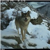 В Саяно-Шушенском заповеднике волки пугают козерогов до паники и убивают их во время погони