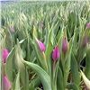 Красноярские агрономы назвали стоимость тюльпанов к 8 Марта