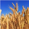 Дохлые жуки испортили 12 тонн государственной пшеницы на складах в Красноярском крае