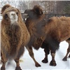В красноярском зоопарке рассказали историю любви двух верблюдов