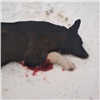 В Дивногорске расстреляли бездомных собак. Жители подозревают отловщиков
