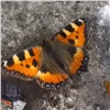 В конце зимы в Красноярске неожиданно проснулись бабочки (видео)