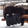 Медвежата-шалуны из красноярского зоопарка проснулись раньше матери и устраивают забавные игры (видео)