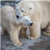 Белых медведей из красноярского зоопарка угостили «льдинкой» из рыбы и фруктов (видео)