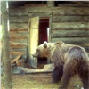 Медведь-вандал разорил избушку в Красноярском крае и попал на камеру