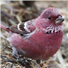 В красноярском заповеднике сфотографировали редкую птицу по прозвищу «Барби»