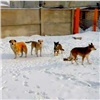 «Их поймали, стерилизовали и отпустили!»: стая собак в Академгородке продолжает нападать на людей