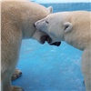 Зоологи сняли на видео поцелуи красноярского медведя Седова с его избранницей в Геленджике