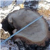 Красноярская администрация нашла в городе незаконные вырубки деревьев. Нарушителям грозит уголовное наказание