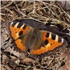 В красноярском заповеднике раньше обычного появились первые бабочки