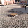 «Брусчатка расслабилась»: красноярцы обсуждают разрушенный тротуар возле скандального кафе «Кантри»