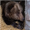 «Придерживается традиций»: в красноярском «Роевом ручье» проснулась бурая медведица