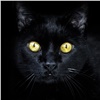 Житель Абакана увидел «злого духа» в своей кошке и убил ее