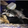 Скандально известного красноярского отловщика животных поймали в Абакане с трупами собак и оружием