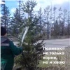 Красноярским ёлкам и соснам устроили душ (видео)