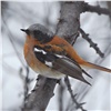 Ураганный ветер в Красноярском крае помешал редким птицам найти дорогу к своим гнездам на севере 