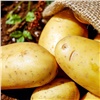 Красноярский край стал лидером по производству картофеля и овощей в Сибири