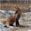 В Красноярском крае прививают от бешенства диких лис и волков 