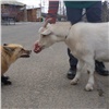 «Лис пытается охотиться на козла»: красноярский зоопарк показал совместную прогулку животных
