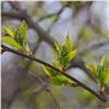 В красноярском заповеднике начался «зелёный сезон»: первой листья выпустила черёмуха