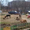 «У школы собаки напали на ребенка и девушку»: бродячие псы в Академгородке за одно утро совершили целую серию атак