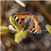 «Не тратят время на долгие ухаживания»: в красноярском нацпарке рассказали о спаривании бабочек